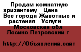 Продам комнатную хризантему › Цена ­ 250 - Все города Животные и растения » Услуги   . Московская обл.,Лосино-Петровский г.